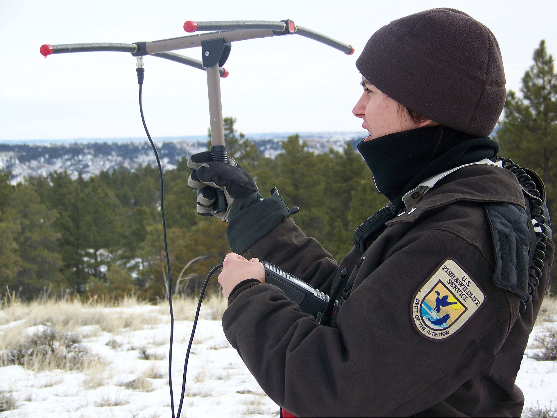 Radio Telemetry for Mountain Lions